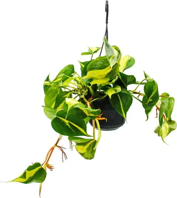 Image de Philodendron scandens Brasil - ami des arbres grimpants - bicolore - pot de feux tricolores 15cm - à suspendre
