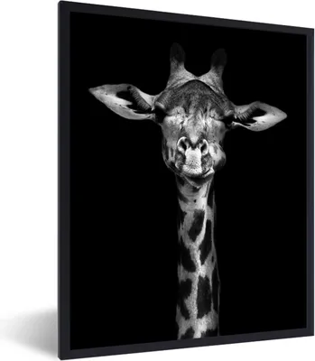 Produktbild von MuchoWow® Gerahmtes Poster Giraffe - Porträt - Tiere - Schwarz - Weiß 60x80 cm - Poster mit Schwarzem Bilderrahmen Wandposter Rahmen Foto Bilder - Premium - Wanddeko Wohnzimmer