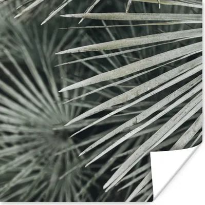 Produktbild von MuchoWow® Poster Blätter - Grün - Palme 100x100 cm - Babyzimmer