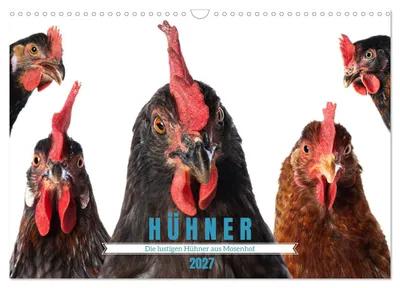 Produktbild von Die lustigen Hühner aus Mosenhof (Wandkalender 2027 DIN A3 quer), CALVENDO Monatskalender