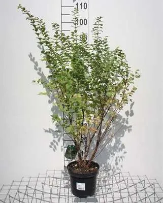Zdjęcie produktu dla Symphoricarpos chenaultii - Śnieguliczka 50- 60 cm - Pojemnik