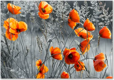 Produktbild von Tulup® Glas-Bild - 100 x 70 - Wandbild aus Glas - Wandkunst - Wandbild hinter gehärtetem Sicherheitsglas - Blumen & Pflanzen - Feldmohnblumen - Orange