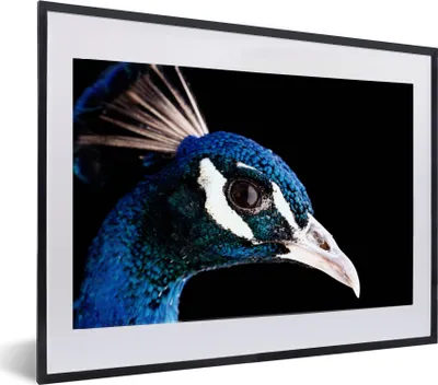 Produktbild von MuchoWow® MuchoWow® Gerahmtes Poster Pfau - Tier - Blau 60x40 cm - Poster mit zchwarzem Bilderrahmen - Schlafzimmer - Plakat in Rahmen - Drucken