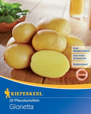 Produktbild von Pflanzkartoffel Glorietta (20 Stück) (gelb, festkochend, sehr früh) | Pflanzkartoffeln von Kiepenkerl