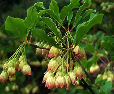 Obrázok produktu pre Enkianthus campanulatus - Prachtglocke 60- 80 cm Kontajner