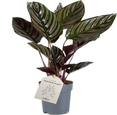 Immagine prodotto di Calathea ornata Sanderiana 30-40 cm - Maranta a cesto - Pianta da appartamento - Pianta verde - Adatta agli animali domestici