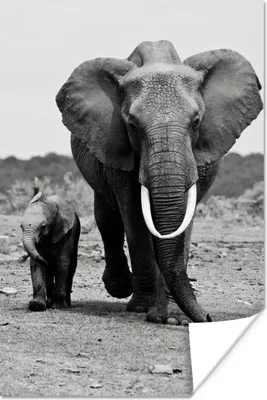 Produktbild von MuchoWow® Poster Elefant - Kind - Schwarz - Weiß 120x180 cm - Kunstposter