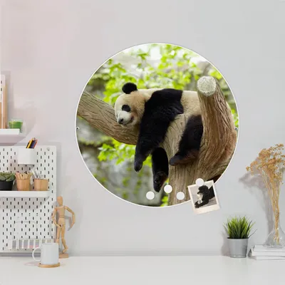 Produktbild von Design Stahlmagnettafel Weiß Rund 47cm Panda