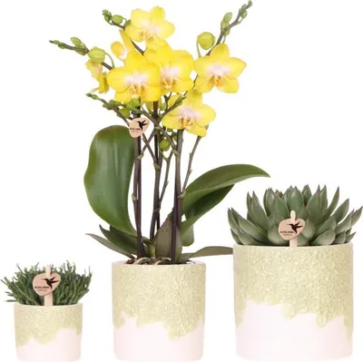 Produktbild von Kolibri Company | Bloom Green Pflanzenset | Gelbe Albenga Orchidee 9cm + Grünpflanzen inkl. Übertöpfe