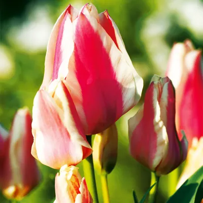 Immagine prodotto di Tulipani Bulbi Bulbi Fiori Tulipano multiflora Quebec 5 pz.