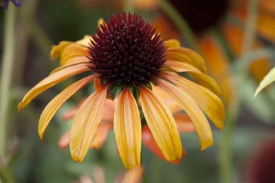 Produktbild von Echinacea purpurea 'Tangerine Dream', Sonnenhut, orange, ca. 11x11 cm Topf