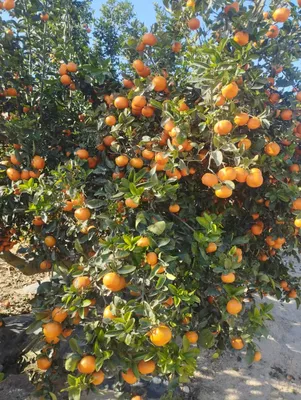 Image de Citrus x tangor 'Murcott' greffé sur Poncirus trifoliata / Mandarin