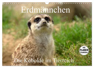 Produktbild von Erdmännchen - Die Kobolde im Tierreich (Wandkalender 2027 DIN A3 quer), CALVENDO Monatskalender