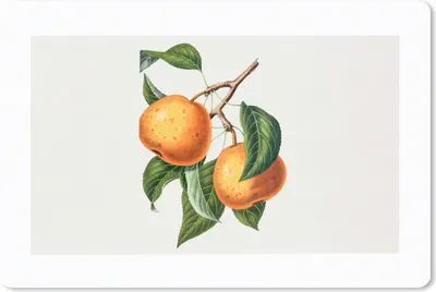 Produktbild von MuchoWow® Schreibtischunterlage Obst - Lebensmittel - Blätter 60x40 cm - XXL Mauspad - Großes Mauspad