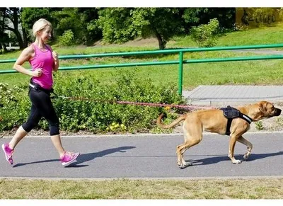 Obrázok produktu pre Dingo vodítko s tlmičom nárazov, zelené, 170 cm