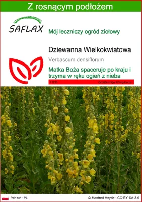 Zdjęcie produktu dla SAFLAX - Dziewanna Wielkokwiatowa - 500 Nasiona - Z podłożem uprawowym wolnym od zarazków - Verbascum densiflorum