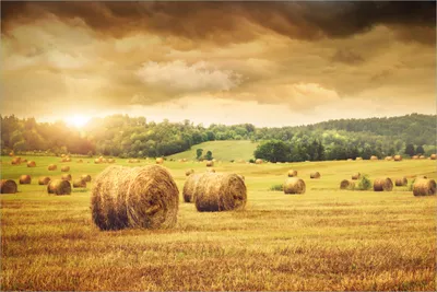 Produktbild von Wallario selbstklebendes Poster - Strohballen auf dem Feld bei Sonnenuntergang, Größe: 61 x 91,50 cm