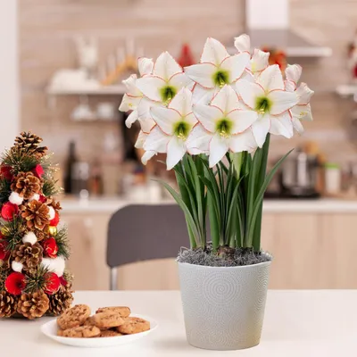 Obrázek produktu pro Cibule amarylis "Picotee" - 1 velká cibule (velikost 26/30) - Exkluzivní cibule - Skutečné rostliny z Holandska - Hippeastrum (žádná semena, vosk ani umělé produkty)