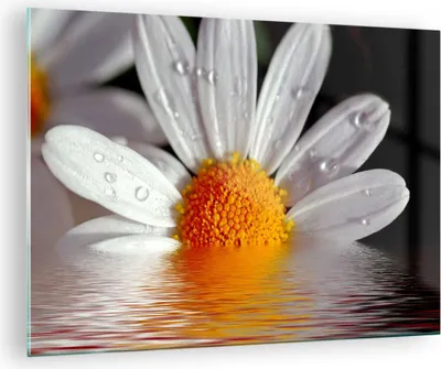 Produktbild von Bilder auf glas - Kraut Kamille Blume Wasser - 70x50cm - Glasbilder - Wandbilder - Kunstdruck - zum Aufhängen bereit - Wanddekoration aus Glas - Glas Bilder - Wandbild auf Glas - GAA70x50-2282