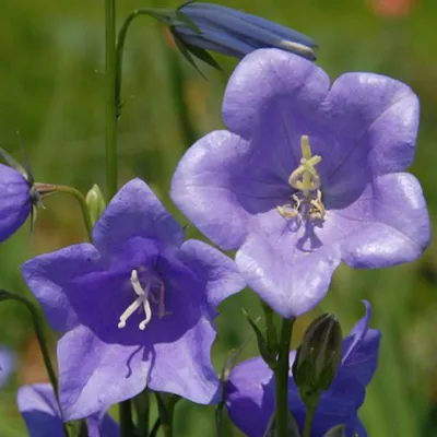 Produktbild von 6 x Flachschalige Glockenblume  - Campanula persicifolia 'Grandiflora Coerulea'  | Topf 9cm x 9cm