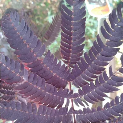 Produktbild von Seidenbaum - Albizia 'Summer Chocolate' | 30-40 cm in Container