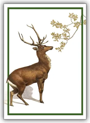 Produktbild von 5x Gruß Klappkarte, Weihnachtskarte mit Hirsch - schönes Glückwunsch Karten Set mit Umschlägen zu Weihnachten