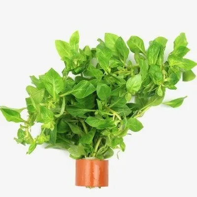 Productafbeelding van Moerings Ludwigia Palustris | In Bos met Loodje