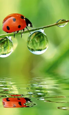 Produktbild von Fototapete - Ladybird 150x250cm - Vliestapete