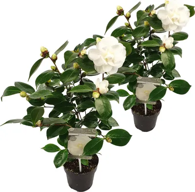 Produktbild von 2x Kamelie 'Nuccio's Gem' - Japanische Rose - Weiß - Strauch - Immergrün - ⌀15 cm - ↕30-35 cm