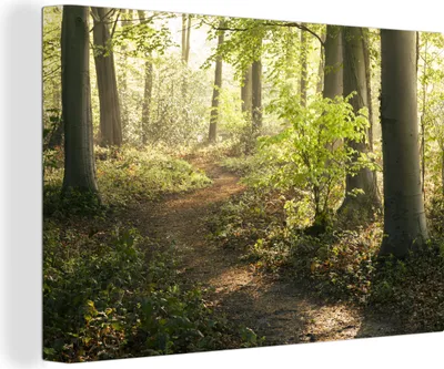 Zdjęcie produktu dla OneMillionCanvasses® - Obraz na płótnie - 150x100 cm, Las - Drzewa - Ścieżka - Słońce - Rośliny - Liście - Natura, dekoracja ścienna z nadrukiem