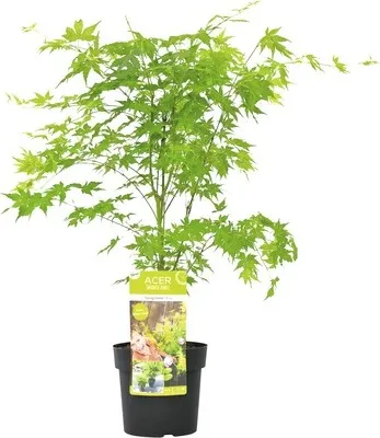 Image de FloraSelf Acer Palmatum 'Going Green' pot Ø 19 cm