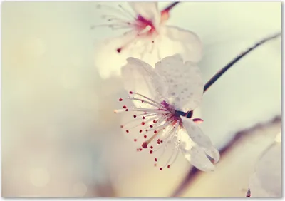 Produktbild von Tulup® Glas-Bild - 100 x 70 - Wandbild aus Glas - Wandkunst - Wandbild hinter gehärtetem Sicherheitsglas - Blumen & Pflanzen - Kirschblüte - Weiß