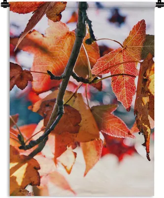 Produktbild von MuchoWow® Wandteppich Wandbehang Ahorn - Blätter - Rustikal - Herbst 60x80 cm Tapisserie Dekoration Wandtuch - Decke - Wandtücher - Wohne
