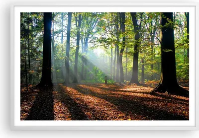Produktbild von Gerahmtes Poster - Weißer Rahmen - Wald Blätter Sonne - 91,5x61 cm - Wand Bild - Wanddeko - Wandbilder - Kunstposter - Wandposter - Bilderrahmen - Bilder - Kunstdruck - Wandbild - P2WAA91x61-0136