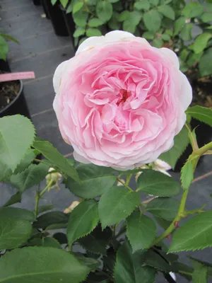 Produktbild von Strauchrose Olivia Rose Austin ® - zartrosa - Englische Rose - David Austin Rose
