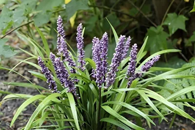 Produktbild von Stauden Gänge 10 x Liriope muscari ‚Lilac Wonder' im 1 Liter Topf - Lilientraube - Zarte Wunder in lilafarbener Pracht - Winterhart