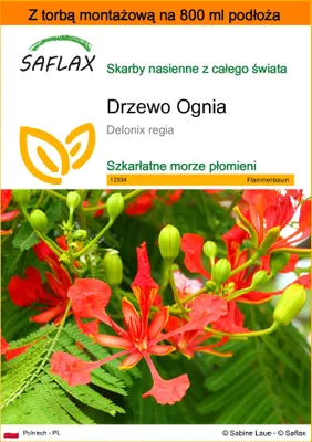 Zdjęcie produktu dla SAFLAX - Garden in the bag - Drzewo Ognia - 6 Nasiona - Z podłożem uprawowym w praktycznej, samorozkładającej się torbie - Delonix regia