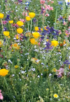 Artikelbild 2 von 'Super Premium Mischung (1 kg)' aus der Kategorie Blumenwiese