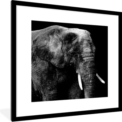 Produktbild von MuchoWow® Gerahmtes Poster Elefant - Zähne - Schwarz - Weiß 40x40 cm - Poster mit Schwarzem Bilderrahmen Wandposter Rahmen Foto Bilder - Poster - Plakat im Rahmen