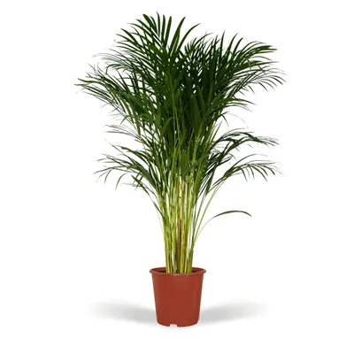 Produktbild von Meergroothandel Dypsis Lutescens (Areca-Palme) - 120 cm, Ø24 cm