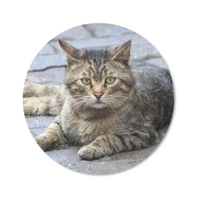 Produktbild von MuchoWow® Mauspad Mousepad Katze - Tier - Braun - Mädchen - Kinder - Jungen - Kind 50x50 cm - Mousepads - Maus Mat - Pad - Mausunterlage - Vinyl