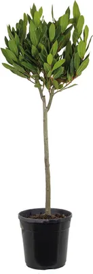 Zdjęcie produktu dla Bloomique - Laurus Nobilis - Prawdziwy wawrzyn na łodydze - Roślina wawrzynu - Rośliny ogrodowe - Wytrzymałe - 80-100 cm wysokości - Doniczka 21 cm