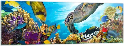 Produktbild von Bilder auf glas - Riff Koralle Fisch - 160x50cm - Glasbilder - Wandbilder - Kunstdruck - zum Aufhängen bereit - Wanddekoration aus Glas - Glas Bilder - Wandbild auf Glas - Einteilig - GAB160x50-3704