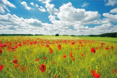 Produktbild von Wallario selbstklebendes Poster - Grüne Wiese mit Mohnblumen, Größe: 61 x 91,50 cm