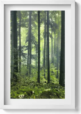 Produktbild von Landschaft mit Bäumen und Waldvegetation– Wandbild mit Rahmen – Gerahmtes Bild  – Wanddekoration – 40x60 cm – Weiß