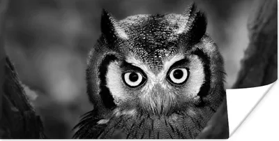 Produktbild von MuchoWow® Poster Vogel - Eule - Porträt - Schwarz - Weiß 40x20 cm - Poster für die Wand - Poster Schlafzimmer