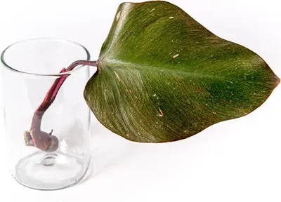 Obrázek produktu pro Gardners Philodendron Pink Princess - řízek k zakořenění