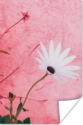Produktbild von MuchoWow® Poster Blumen - Rosa - Vintage 40x60 cm - Plakate für die Wand - Poster Babyzimmer
