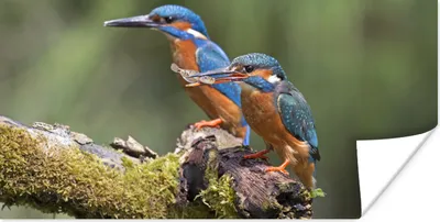 Produktbild von MuchoWow® Poster Eisvogel - Fisch - Zweig 40x20 cm - Poster für die Wand - Poster Schlafzimmer