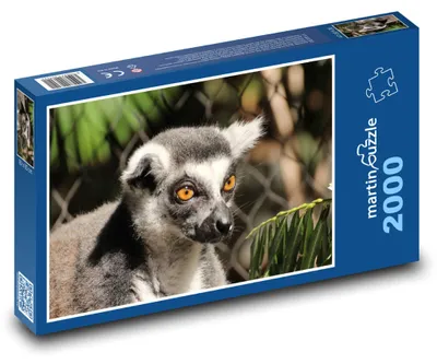 Obrázek produktu pro Puzzle 2000 Lemur s oranžovýma očima - martinpuzzle